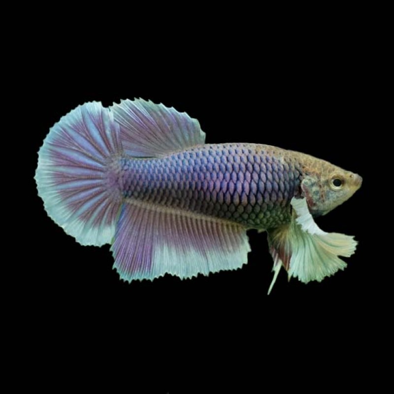 Dumbo Plakat Betta female