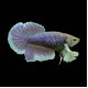 Dumbo Plakat Betta female