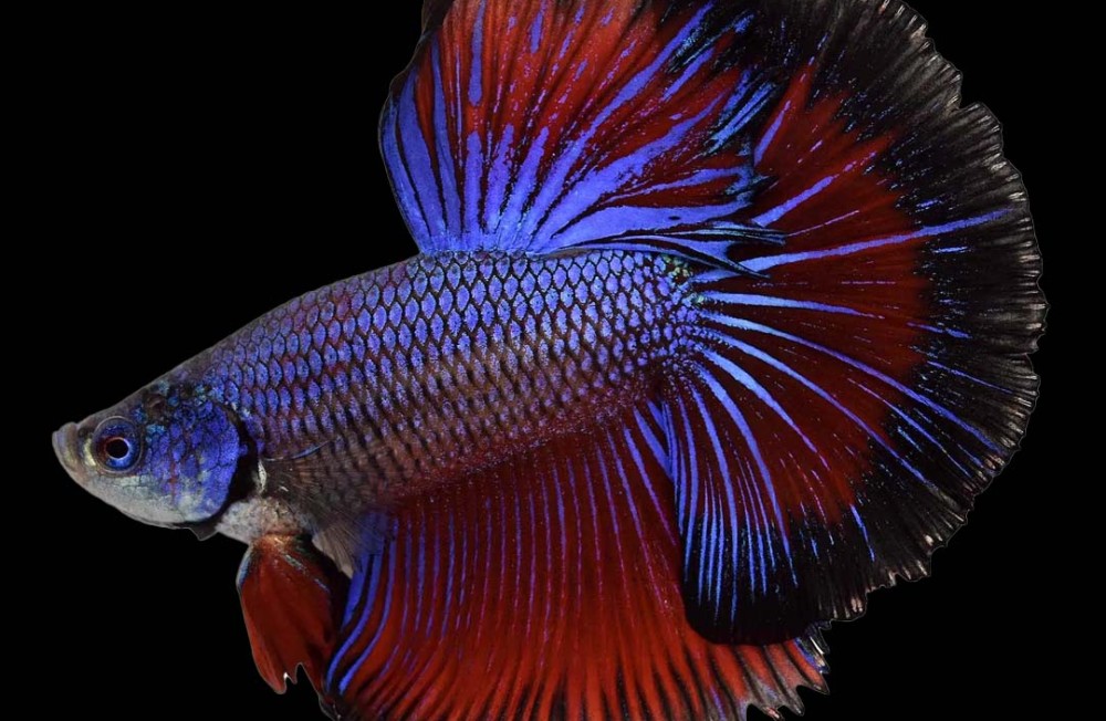 Betta Bonanza! New arrivals now in - Be the first to see what's in store!