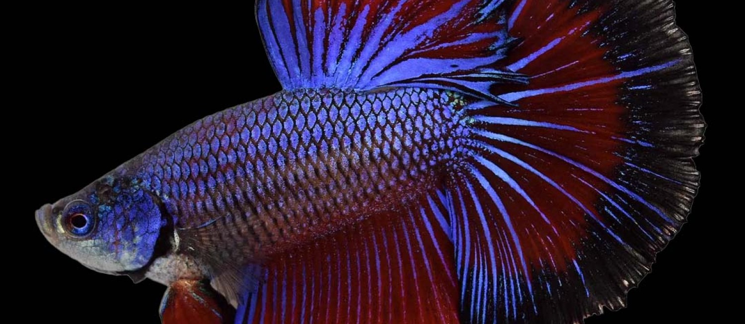 Betta Bonanza! New arrivals now in - Be the first to see what's in store!