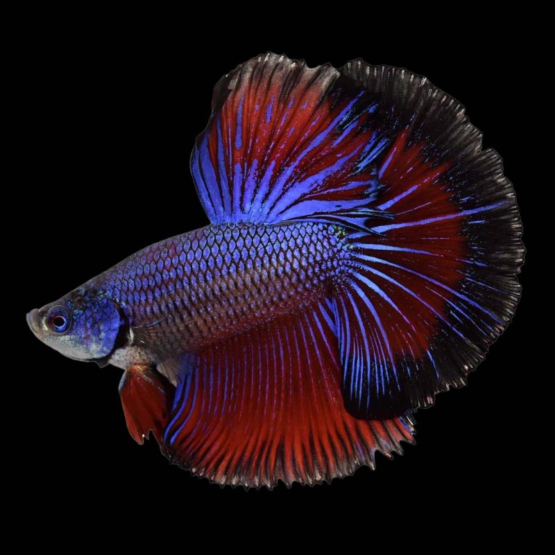 Halfmoon Betta male