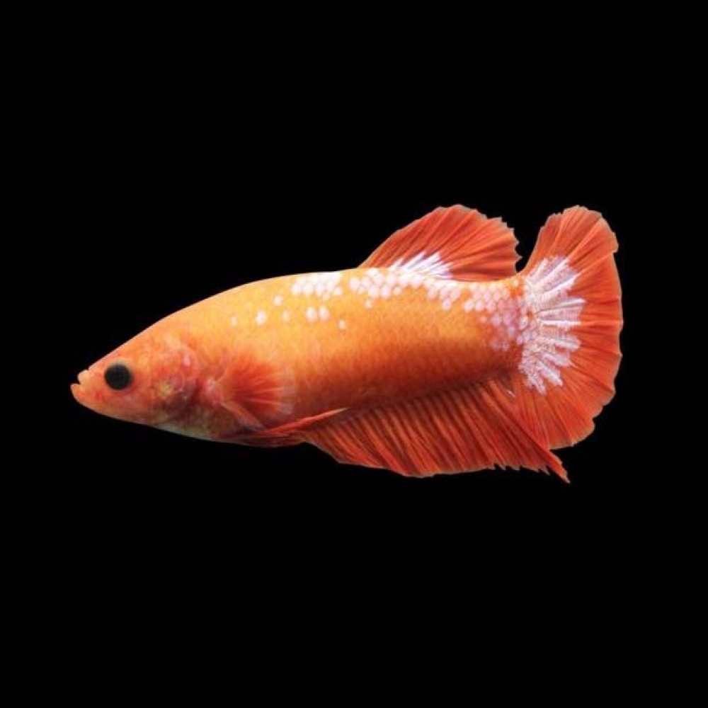 Hellboy Betta female