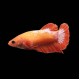 Hellboy Betta female