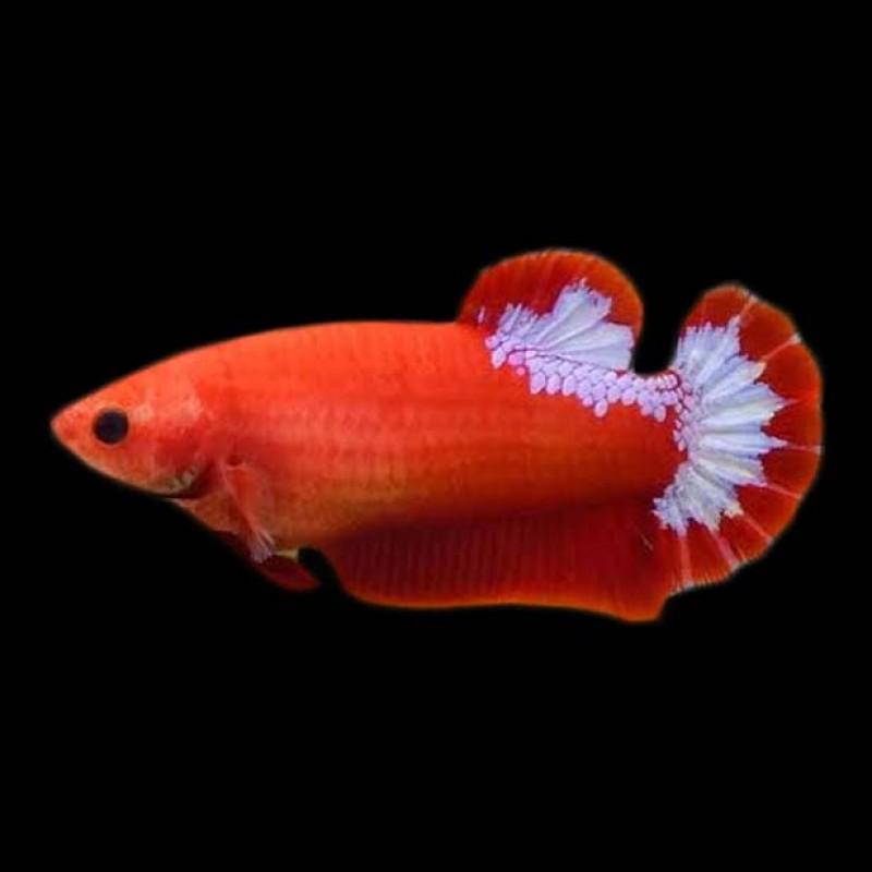 Hellboy Betta female