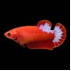 Hellboy Betta female