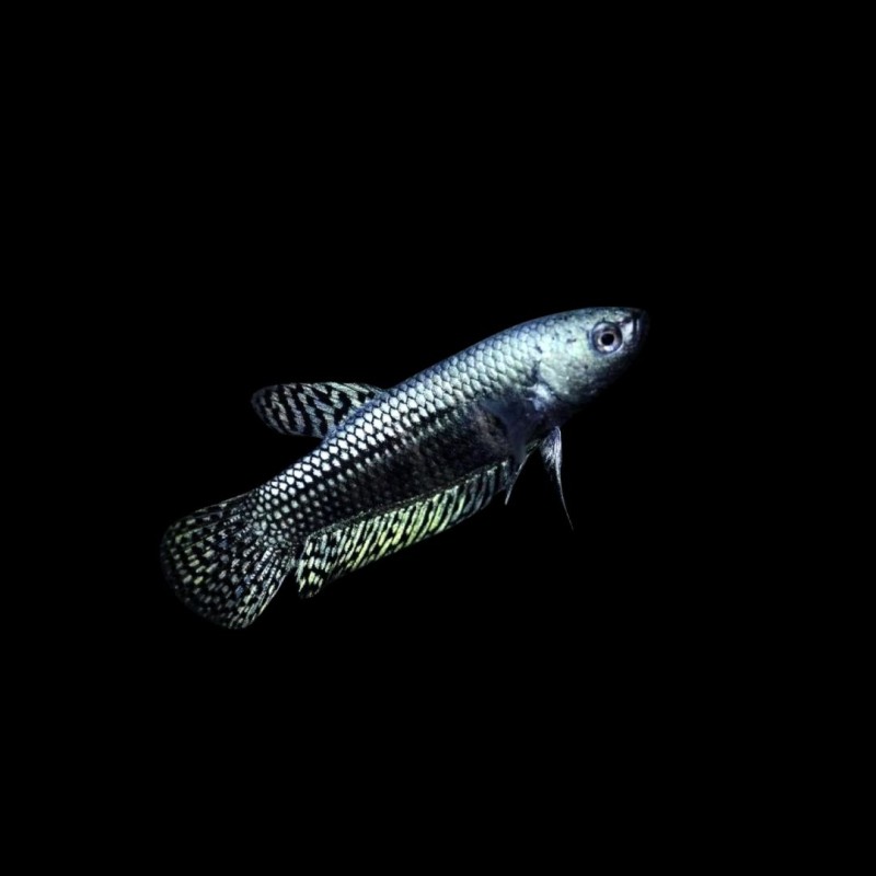 Alien Betta Female