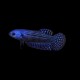 Alien Betta Female