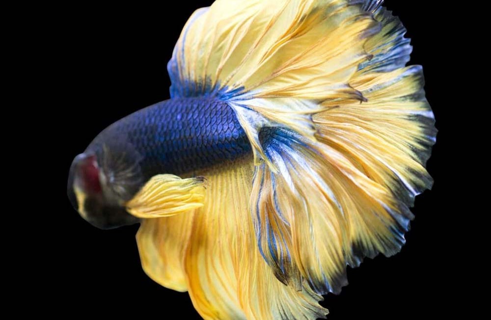 Another Surprise! Our Newest Freshwater fish to hit the Shop Floor!!