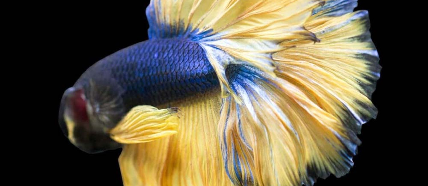Another Surprise! Our Newest Freshwater fish to hit the Shop Floor!!