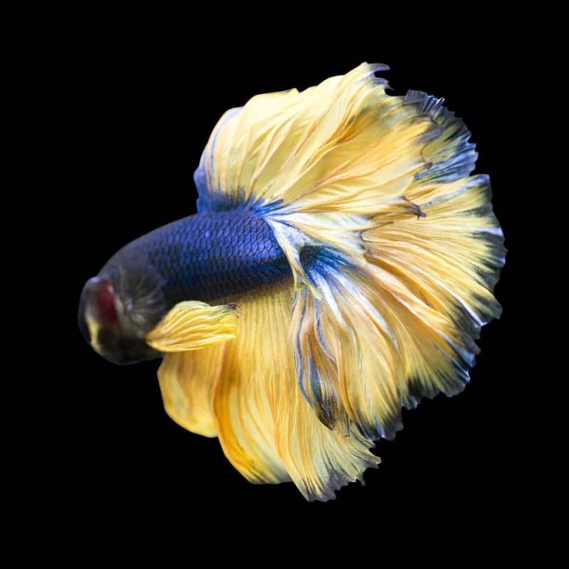 Mustard Gas Betta male