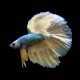 Mustard Gas Betta male