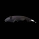 Black Ghost Knifefish