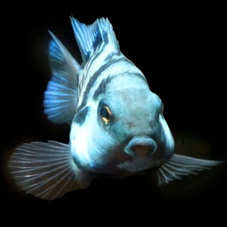Blue Polar Parrot Cichlid