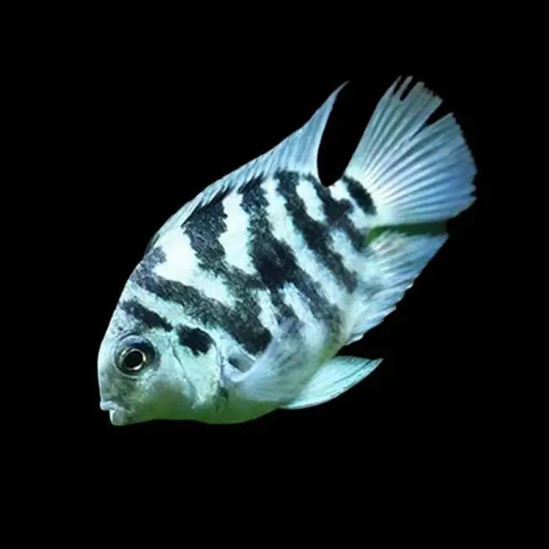 Blue Polar Parrot Cichlid