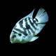 Blue Polar Parrot Cichlid