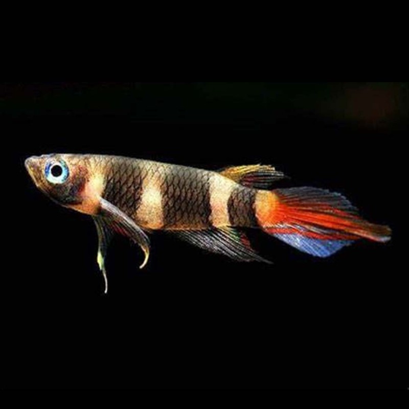 Clown Killifish