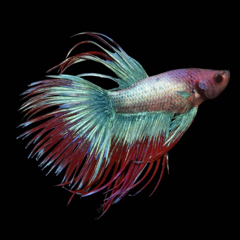 Crowntail Betta male