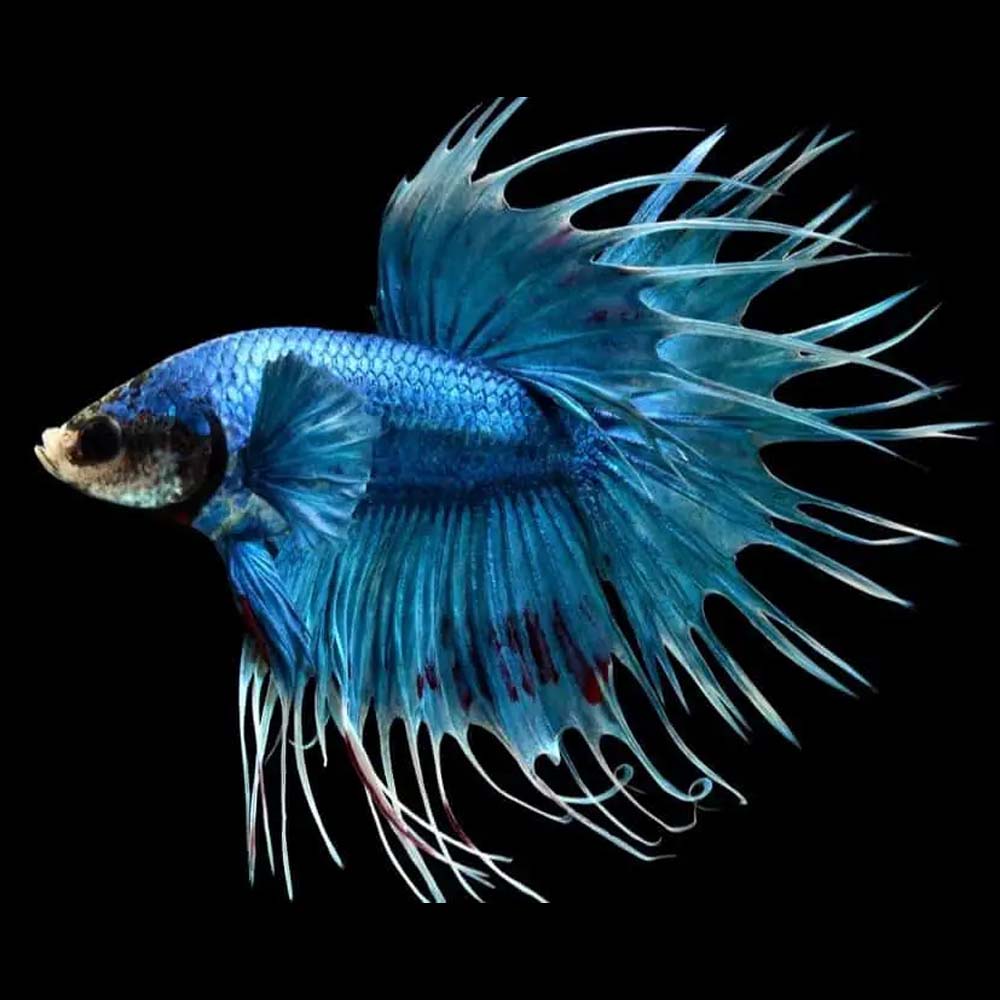 Crowntail Betta male