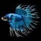 Crowntail Betta male