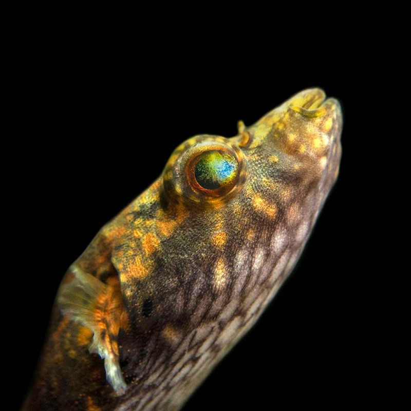 Dragon Puffer 