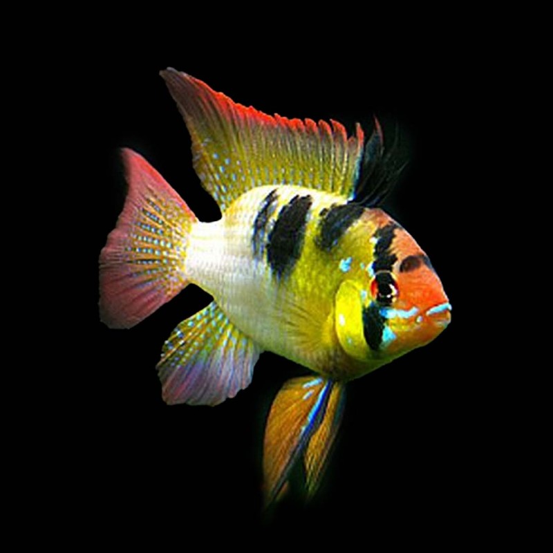 German Ram 
