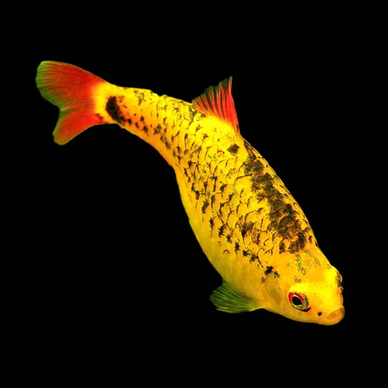 Golden Barb