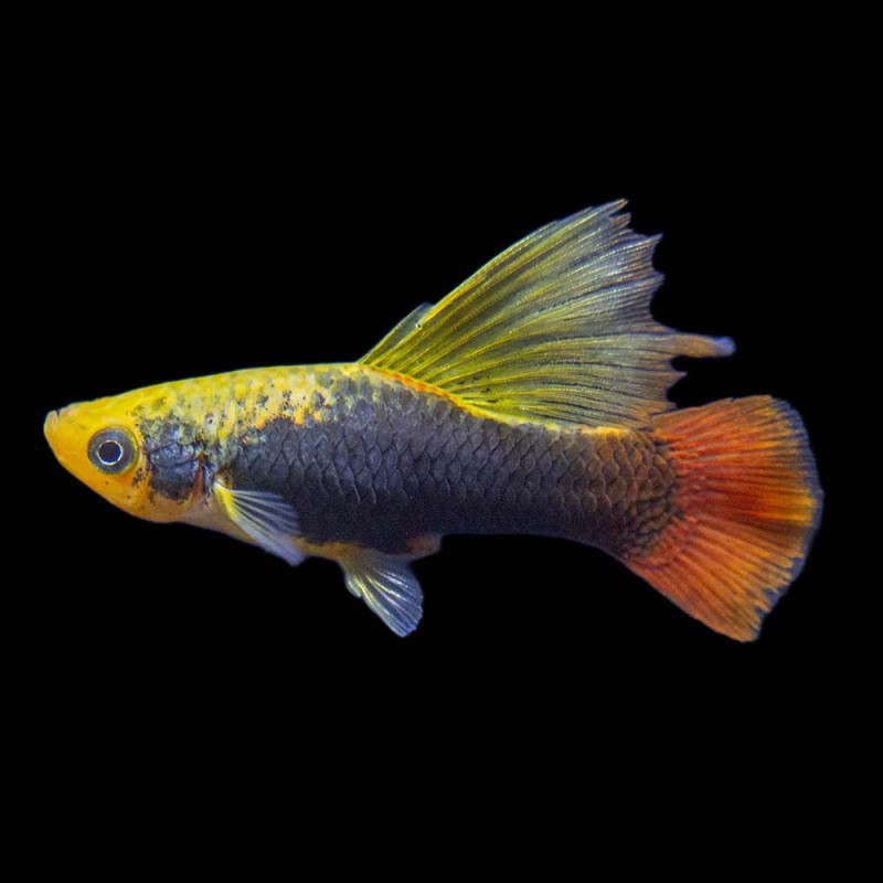 Assorted Highfin Platy