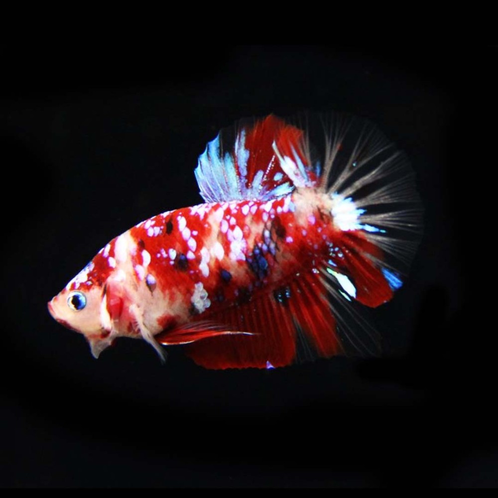 Koi Betta male