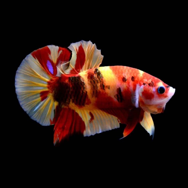 Koi Betta male