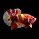 Koi Betta male
