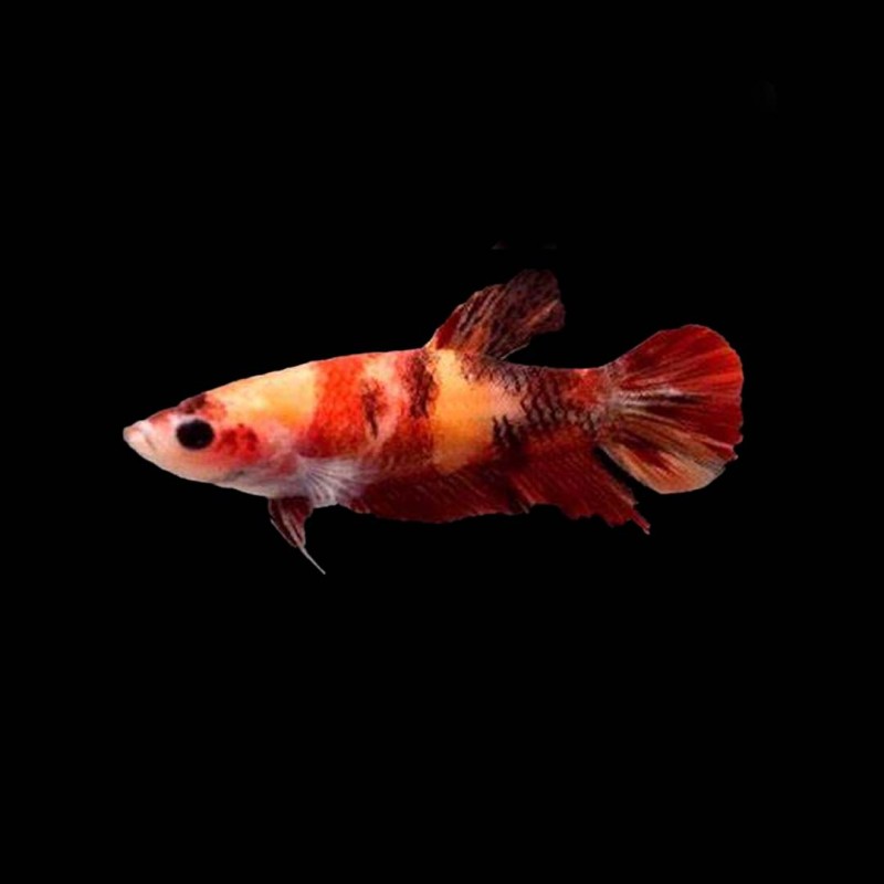 Koi Betta female