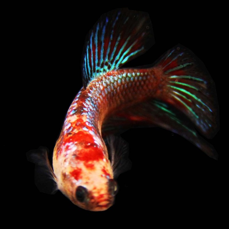 Koi Betta female