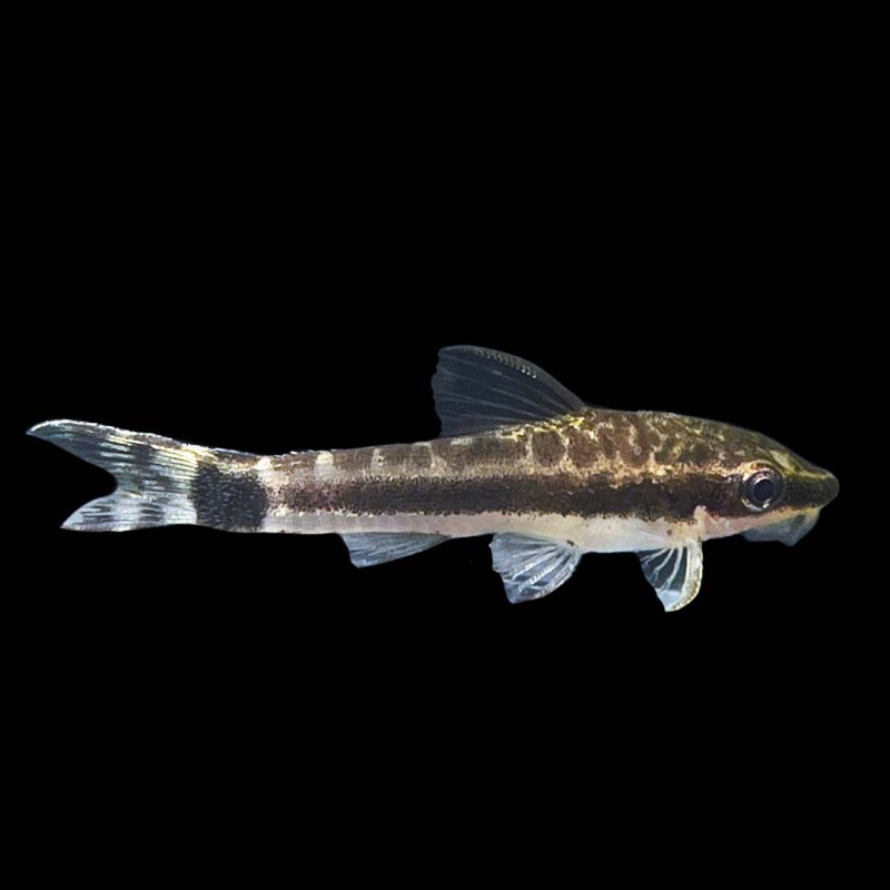 Otocinclus