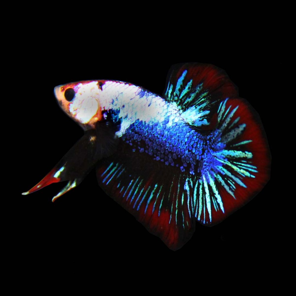 Plakat Betta male