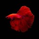 Red Mascot Super Delta Betta male