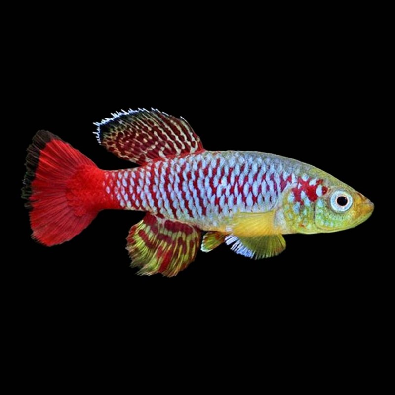 Redtail Nonthobranchius Killifish (pair)