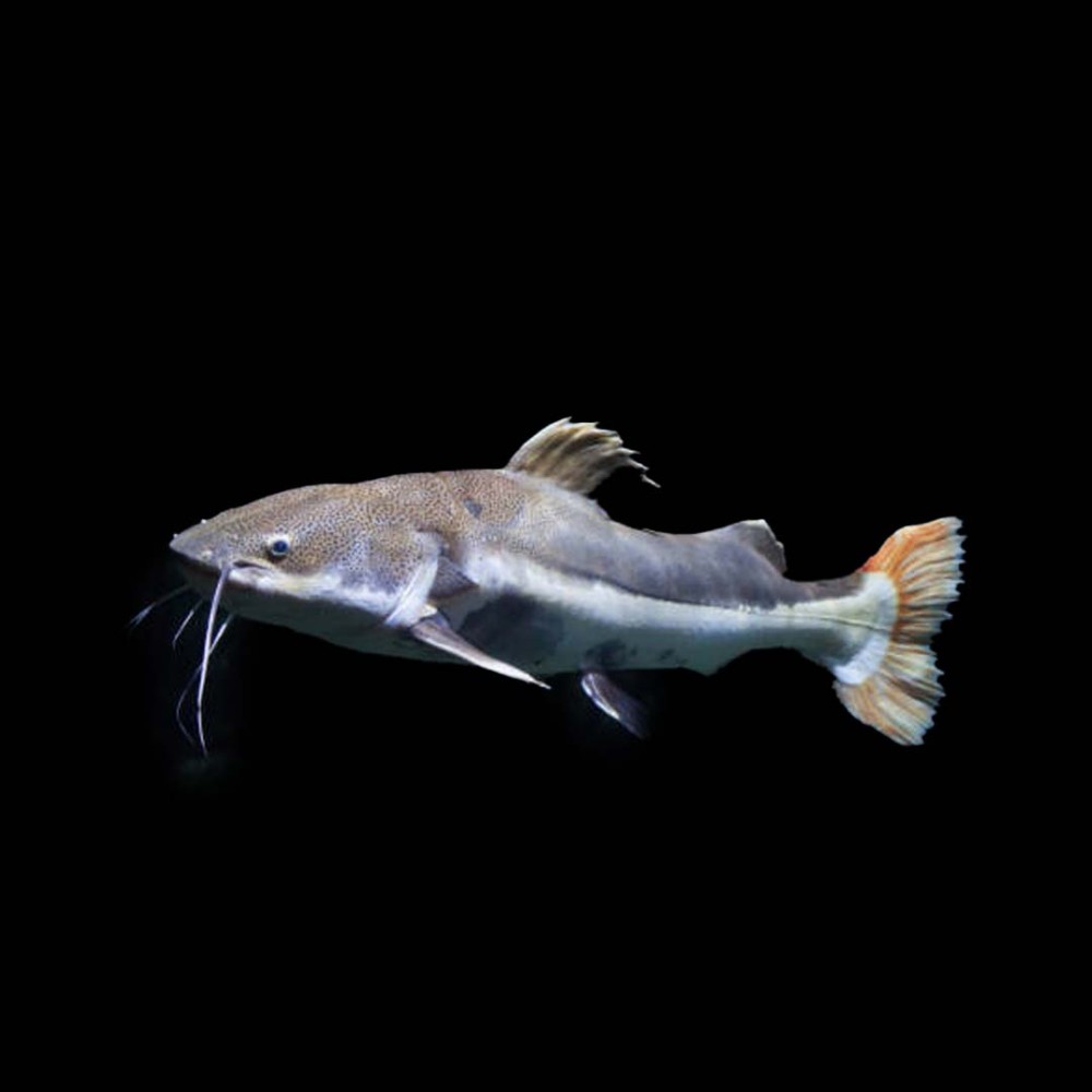 Redtailed Catfish