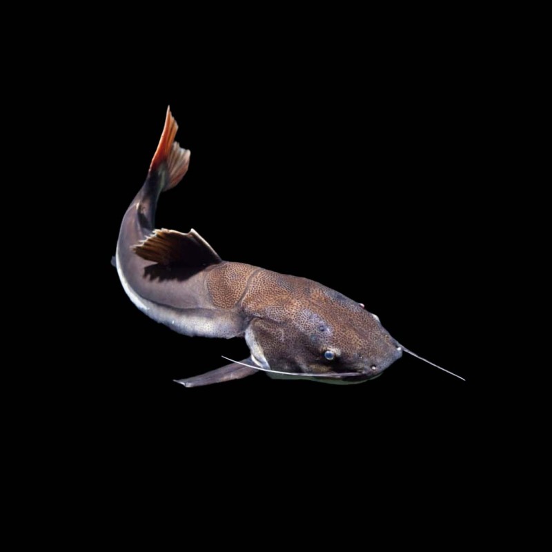 Redtailed Catfish