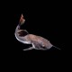 Redtailed Catfish