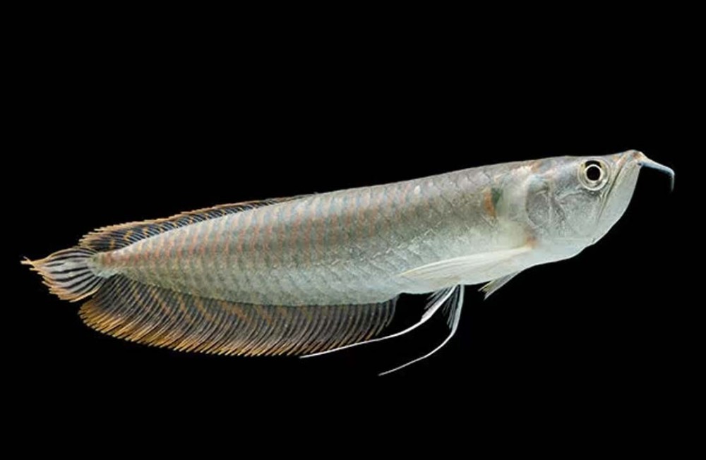 New Freshwater Arrivals!