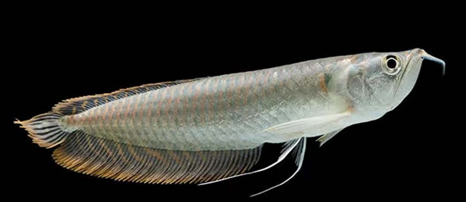 New Freshwater Arrivals!