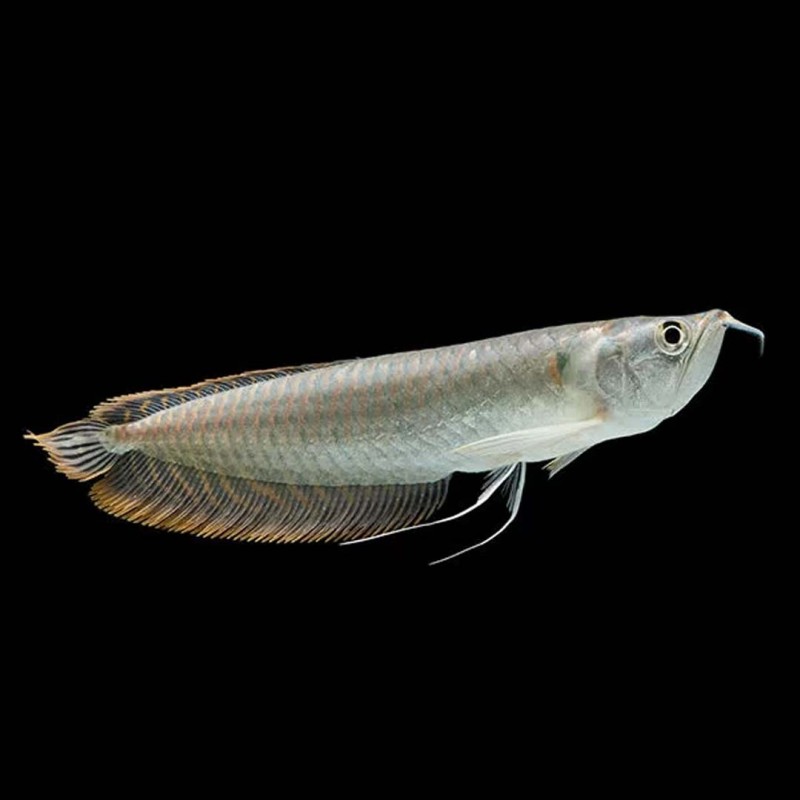 Silver Arowana
