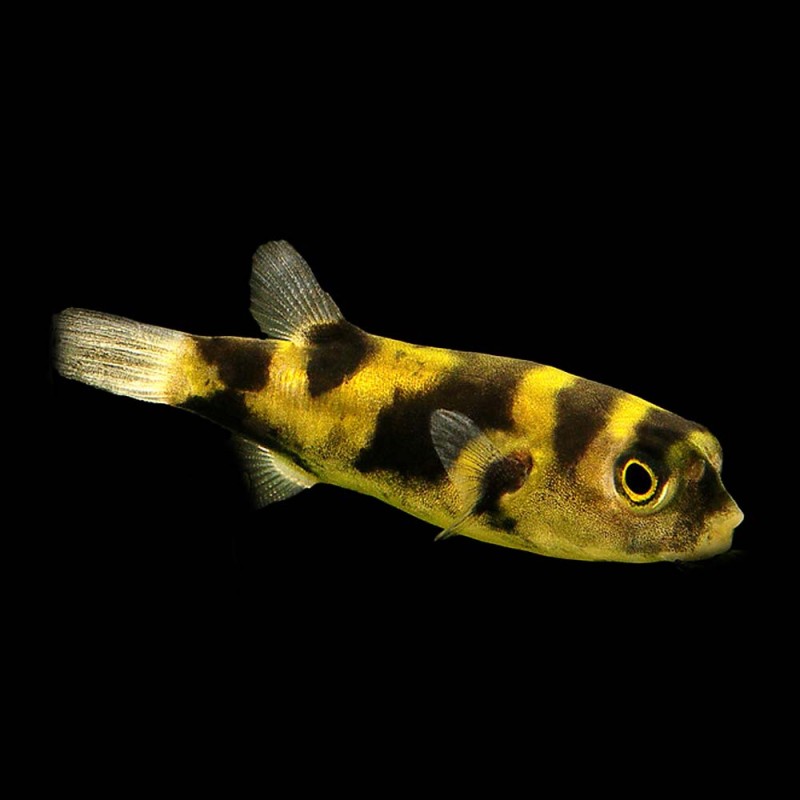 South American Fresh Water Puffer