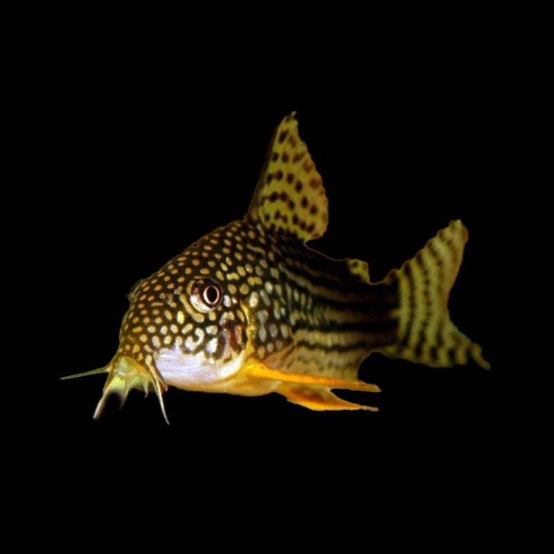 Sterbai Corydora