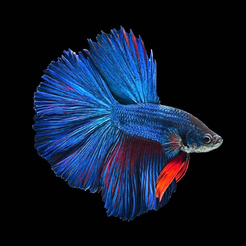 Super Delta Betta male