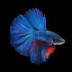 Super Delta Betta male