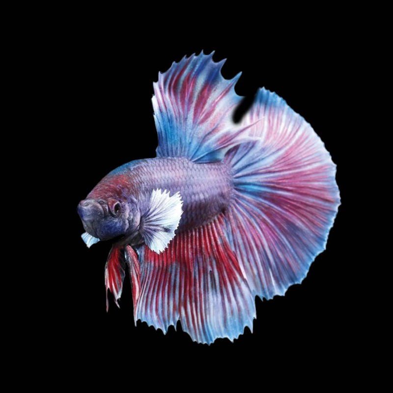 Super Delta Betta male