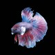 Super Delta Betta male