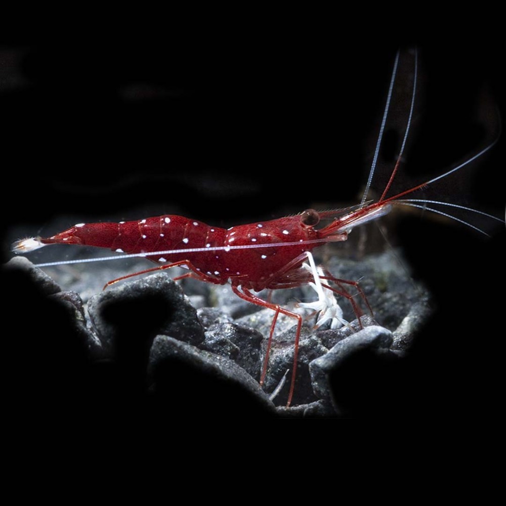 Caridina Dennerli