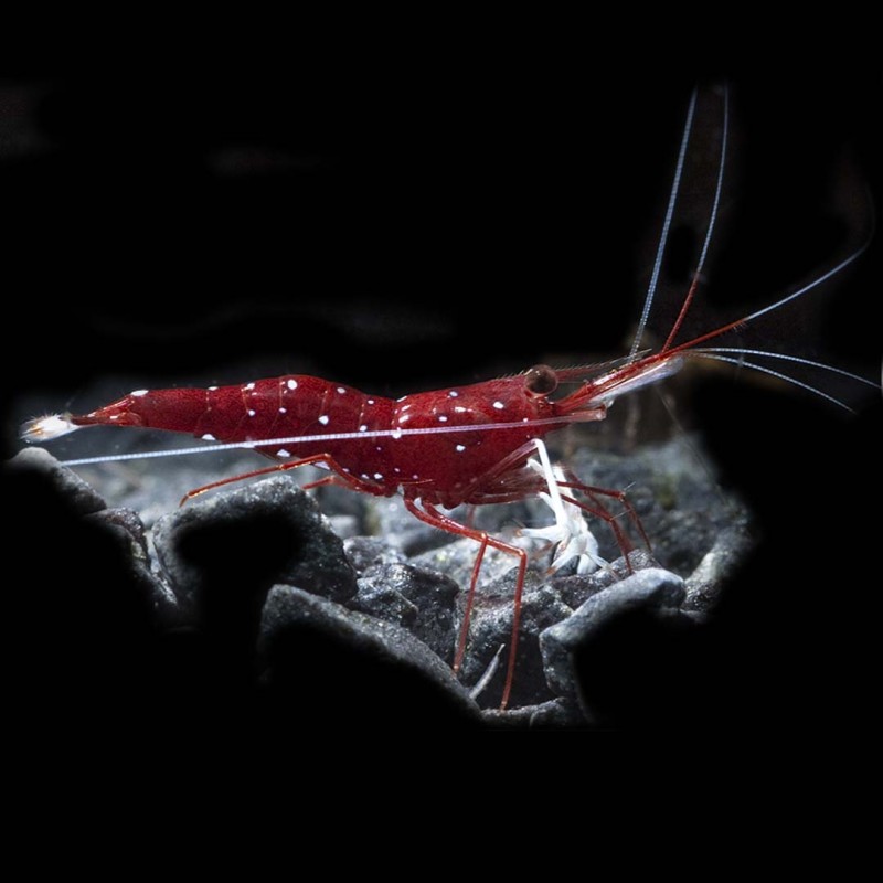 Caridina Dennerli